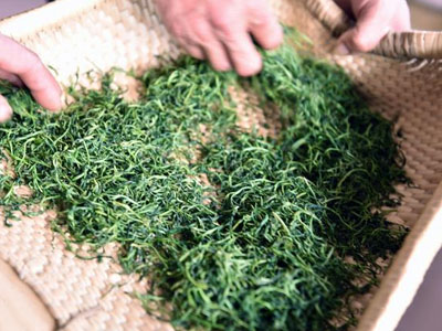 绿茶一口都不喝,5个好处就被错过了
